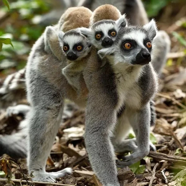 ZOOLÓGICO DE PARIS