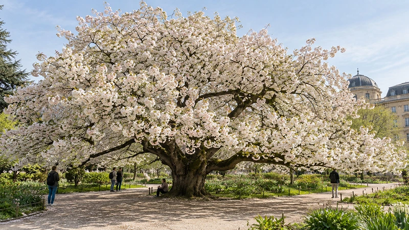 Grande cerejeira branca florescendo no Jardin des Plantes em Paris