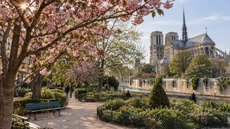 Cerejeiras floridas no Square René-Viviani com Notre-Dame ao fundo