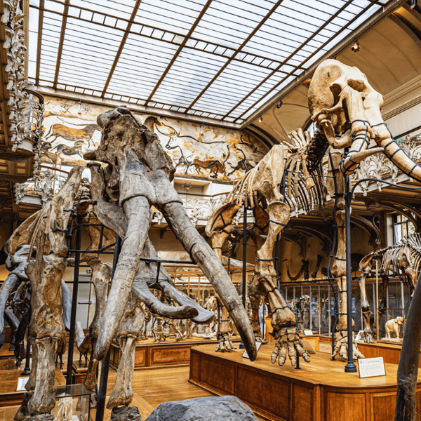 MUSEU DE HISTÓRIA NATURAL